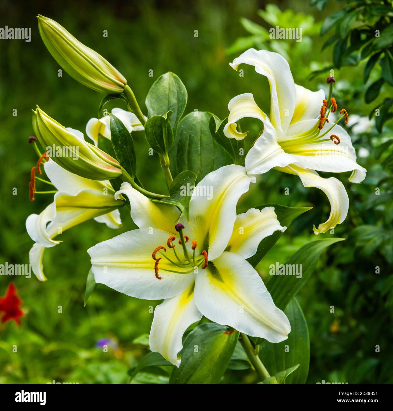 Oregon, Portland, Lilies Stock Photo