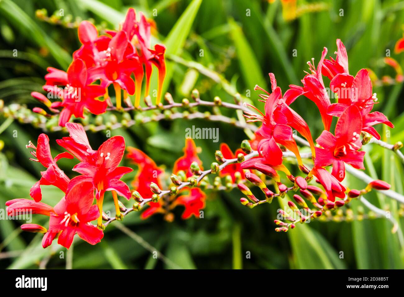 Oregon, Portland, Red Flowers Stock Photo