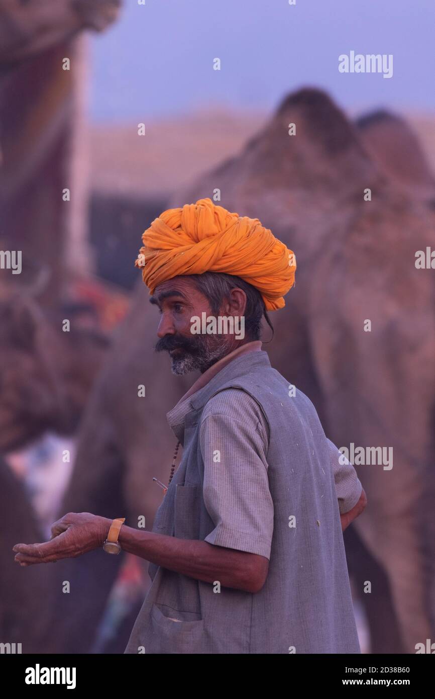 An anxious looking Camel trader with his camels at Pushkar camel festival at pushkar, Rajasthan, India on 19 November 2018 Stock Photo