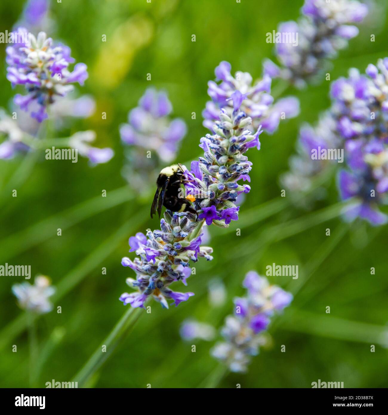 Oregon, Portland, Bumblebee Stock Photo