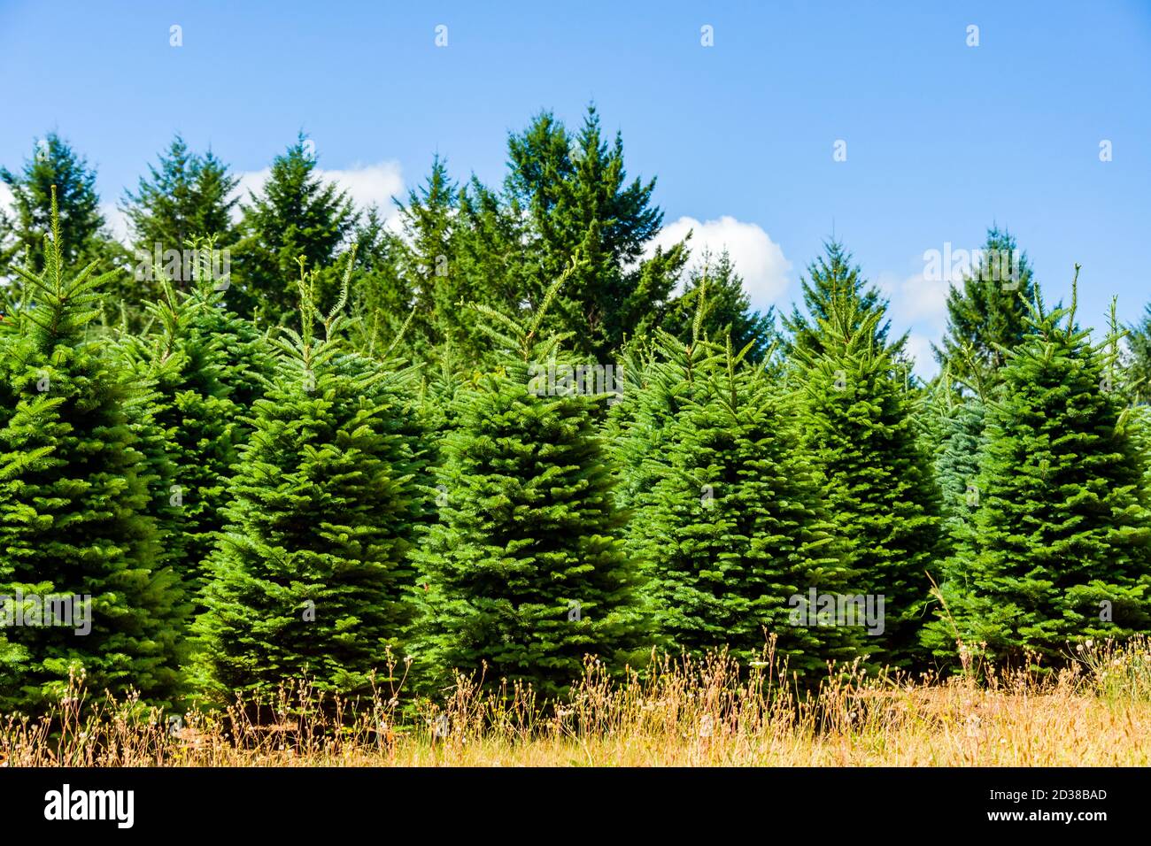 Usa oregon portland christmas tree hires stock photography and images
