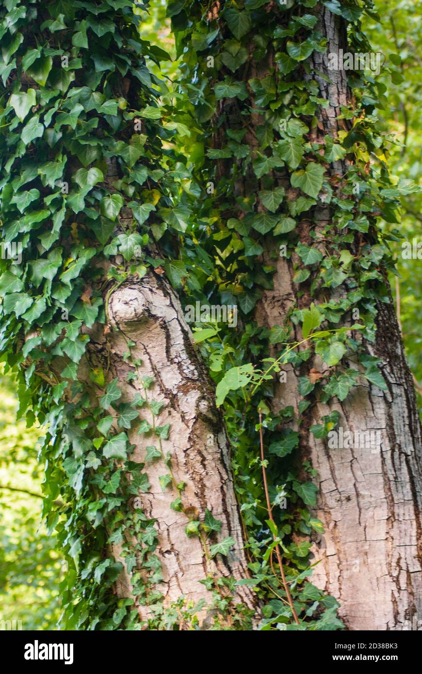 Green ivy bunch hanging around wood tree in the forest Stock Photo
