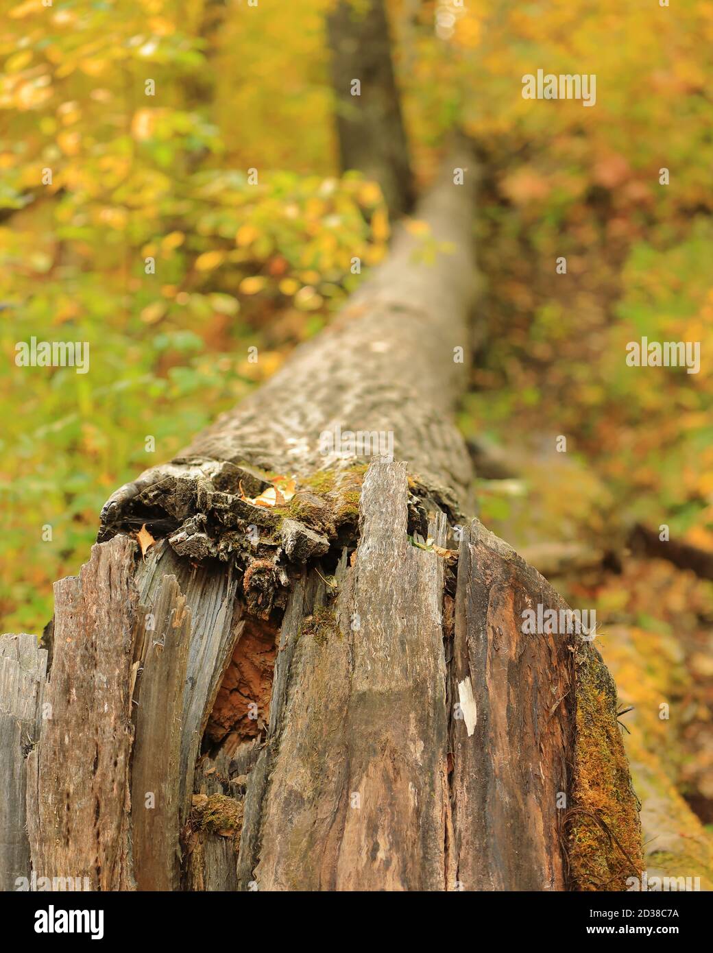 Fallen Tree with autumn colors in portrait mode Stock Photo - Alamy