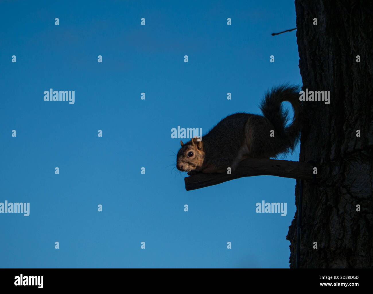 Squirrel on tree branch stump, half silhouetted in shade. With blue clear sky in background Stock Photo
