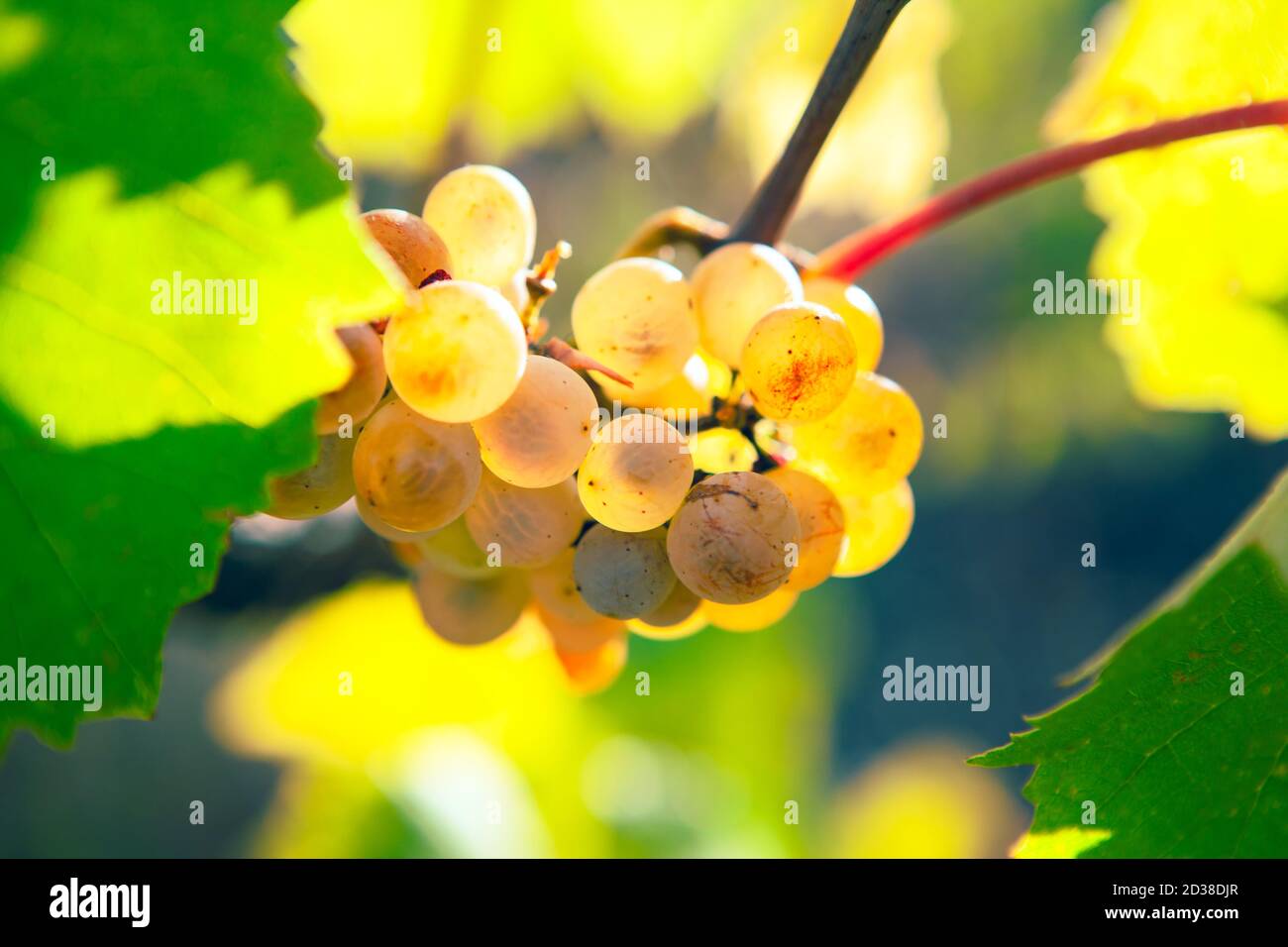 grape gathering in the autumn Stock Photo