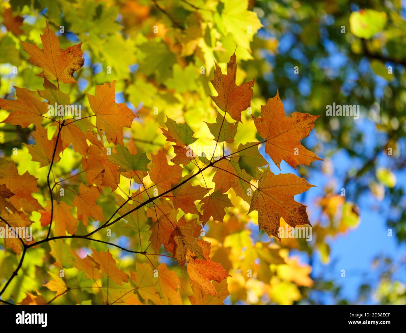 Sugar maple leaves. Thatcher Woods Forest Preserve, Illinois. Stock Photo