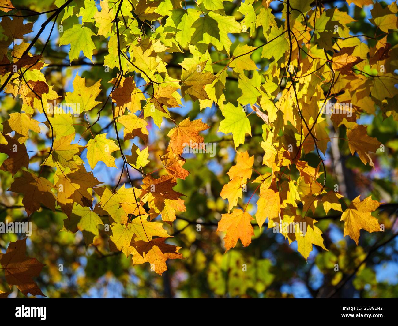 Sugar maple leaves. Thatcher Woods Forest Preserve, Illinois. Stock Photo