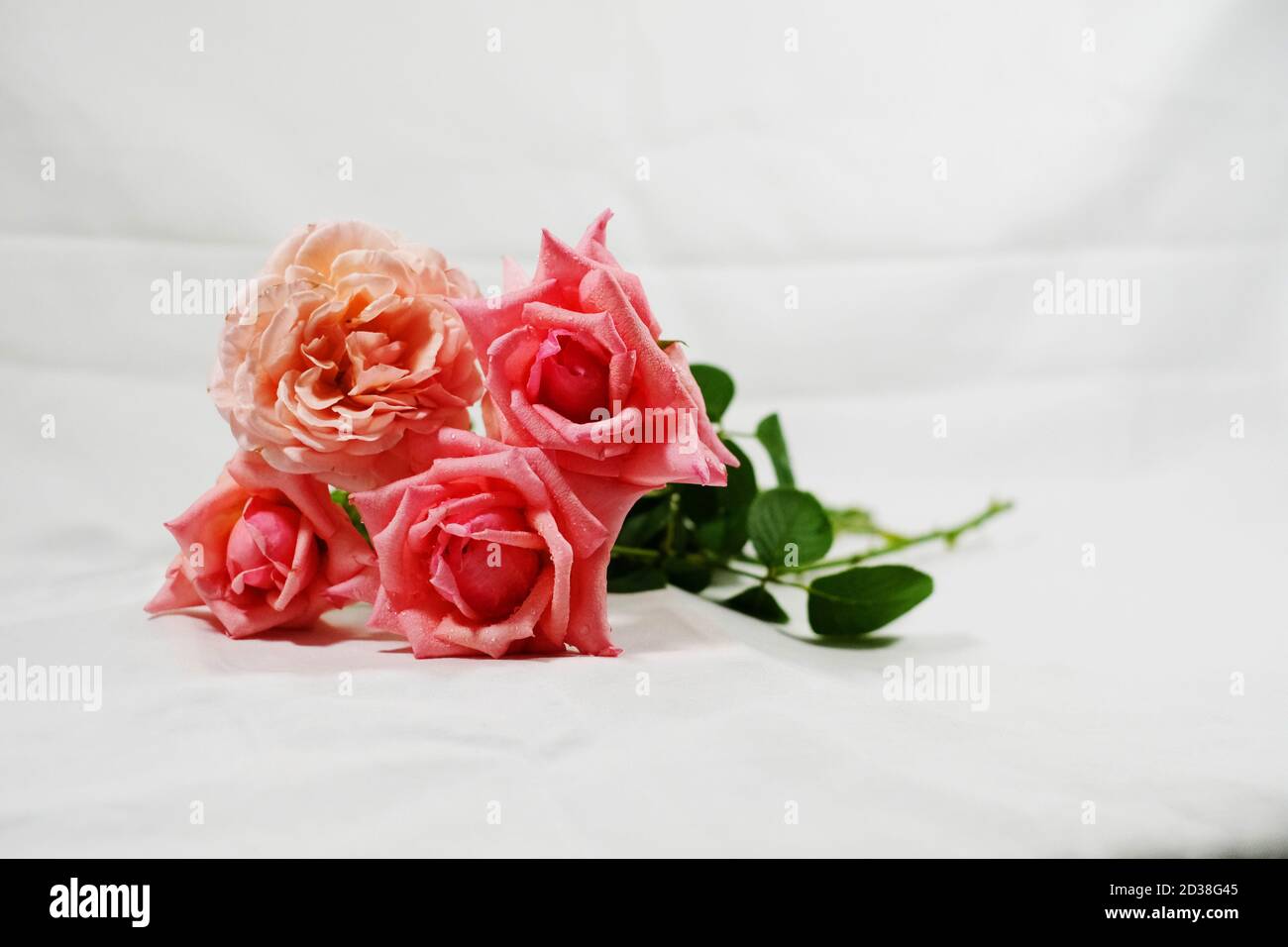 Four pink roses laid on white background Stock Photo - Alamy