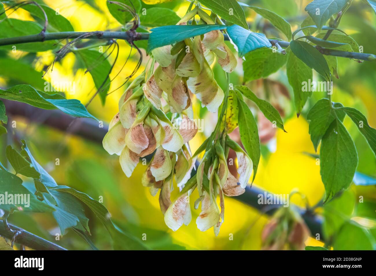 Box Elder Tree High Resolution Stock Photography and Images Alamy