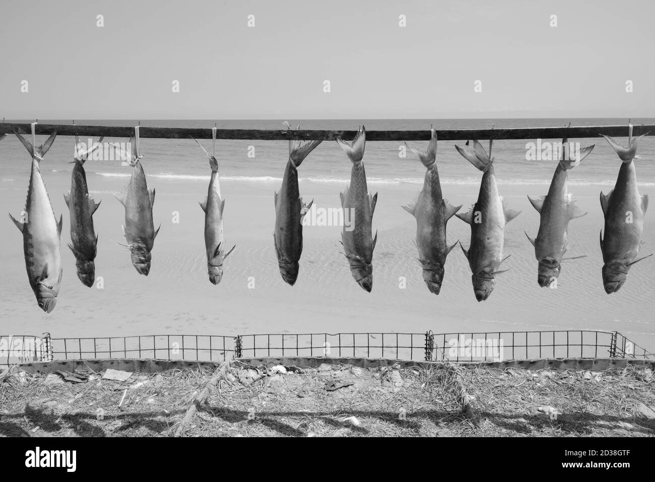 Picture of freshly caught fishes tied up and hanged to dry for preservation near the coast of the beach Stock Photo