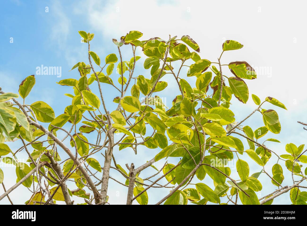 Blue sky and green big tree leaves background Stock Photo - Alamy