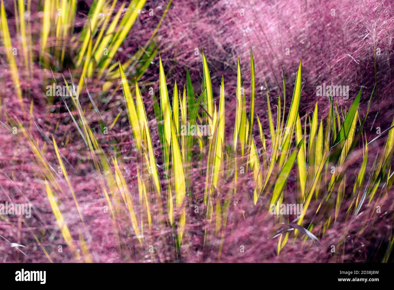 Color Guard Yucca plants captured through colorful Muhly Grass - Asheville, North Carolina, USA Stock Photo