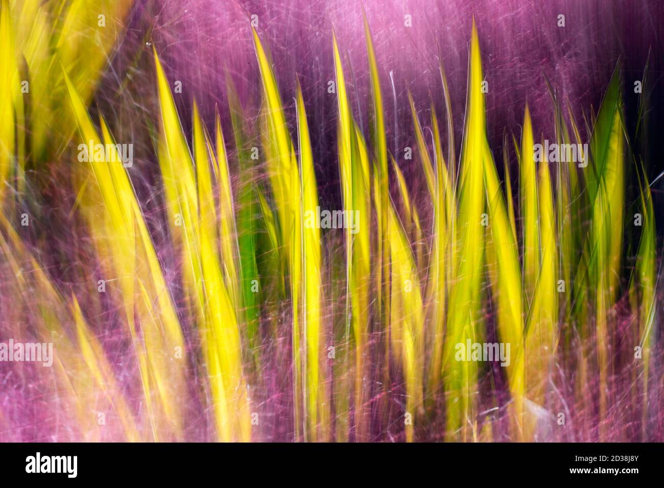 Creative blur image of Color Guard Yucca plants captured through colorful Muhly Grass - Asheville, North Carolina, USA Stock Photo