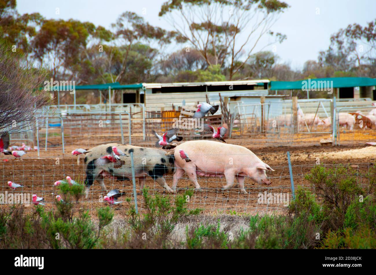 Free Range Pork Farm in the Field Stock Photo