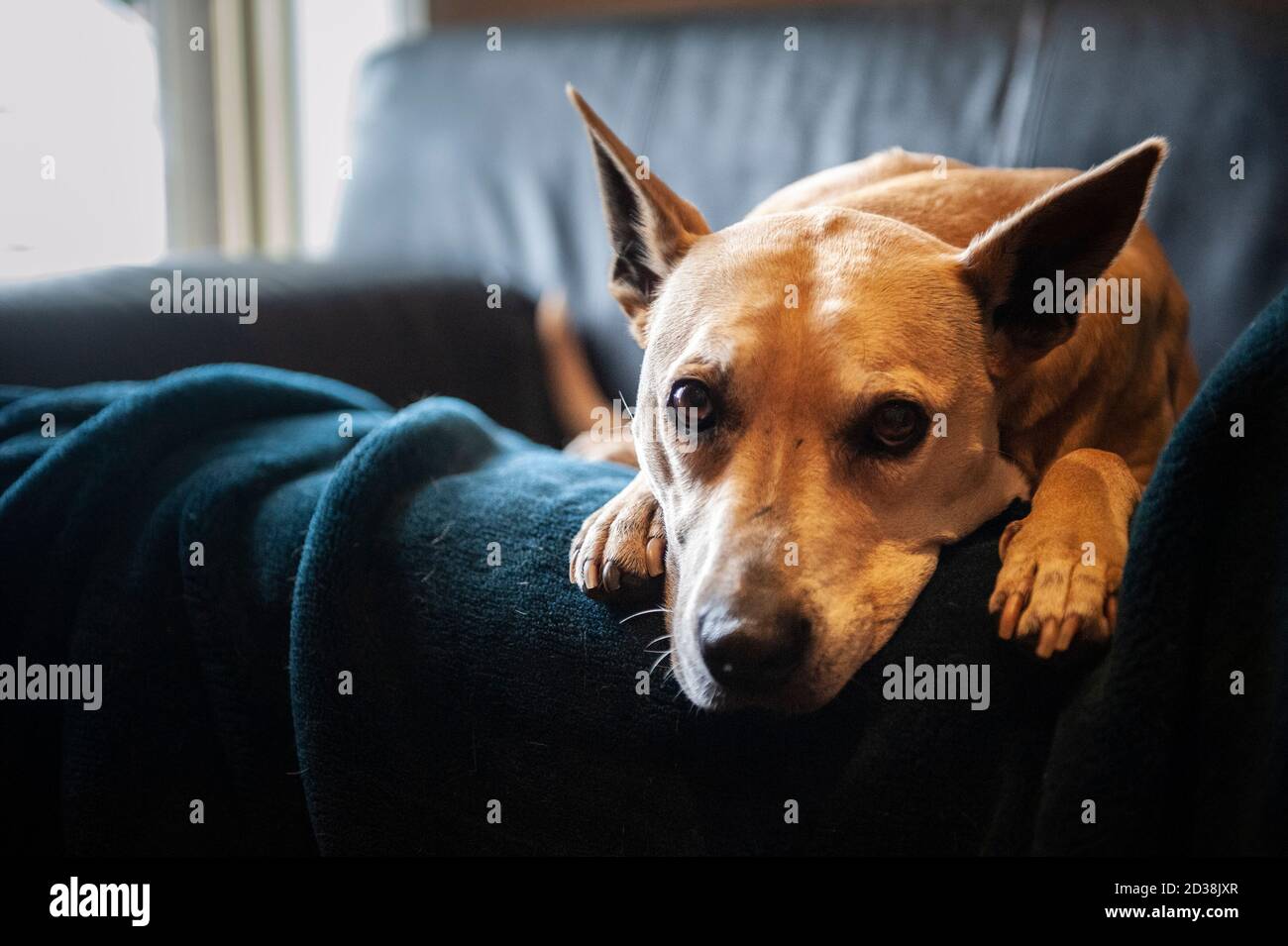 My dog Saige, a yellow gold staffy mix, sitting on the couch armchair ...