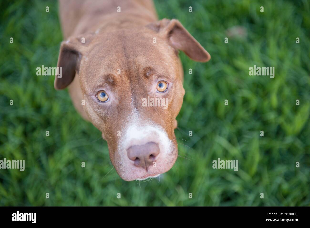 Sweet rescue pitbull dog looking up Stock Photo