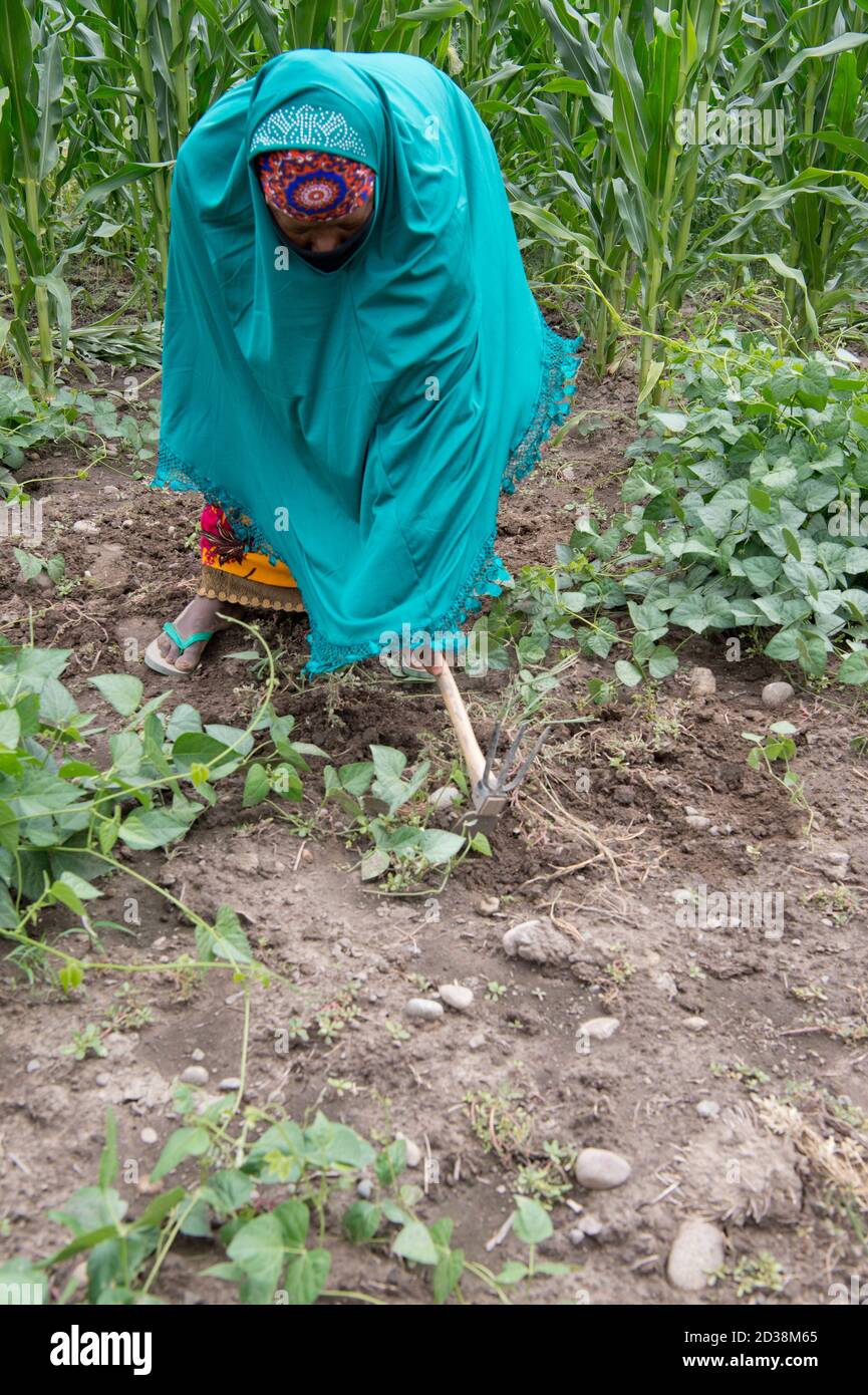 Somali woman refugee hoeing weeds in a community garden near Boise Idaho  (MR) Stock Photo