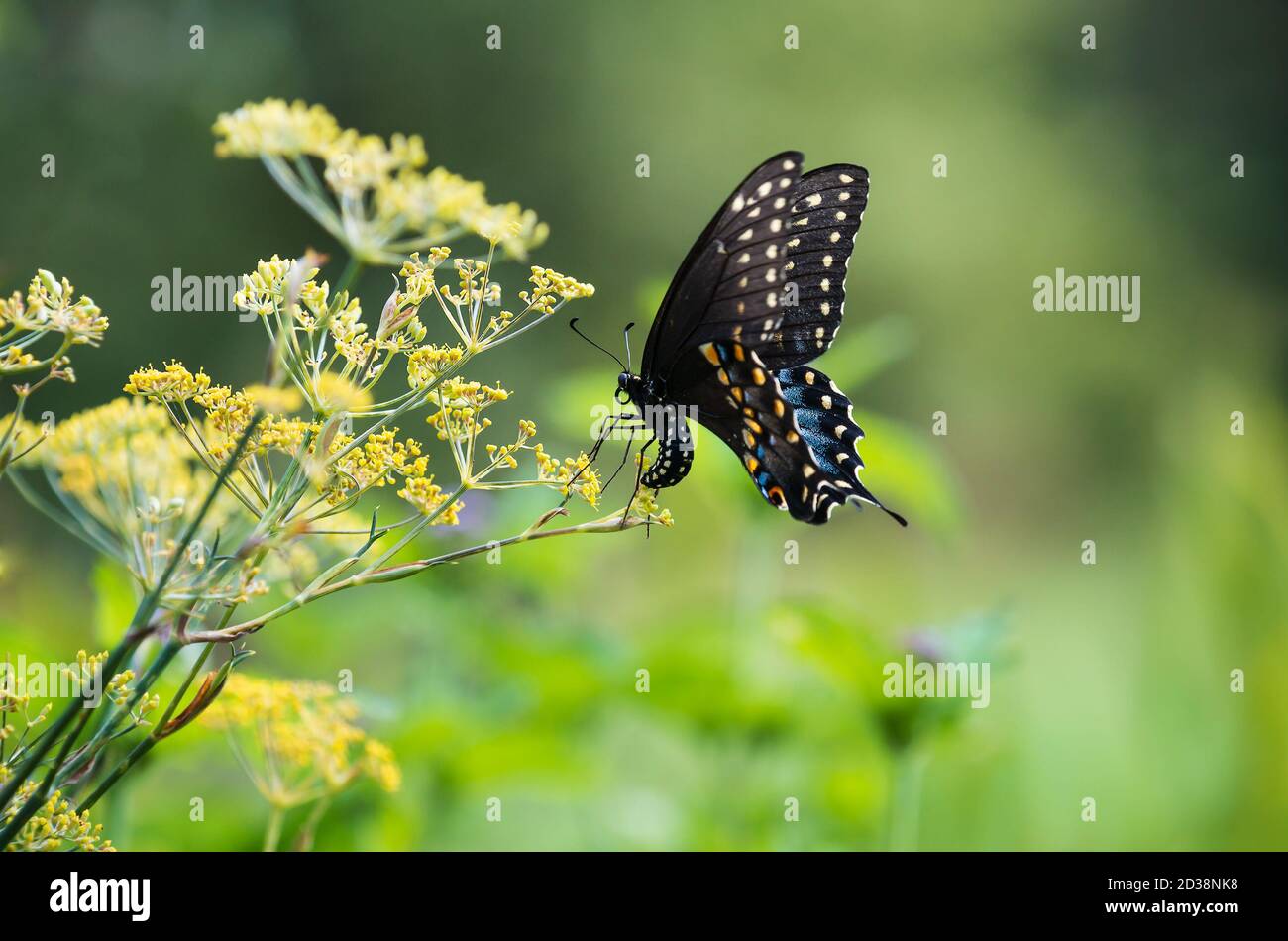 Swallowtail on host plant hires stock photography and images Alamy