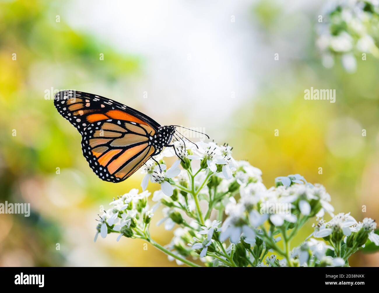 Monarch butterfly (Danaus plexippus) feeding on white flower blossoms ...