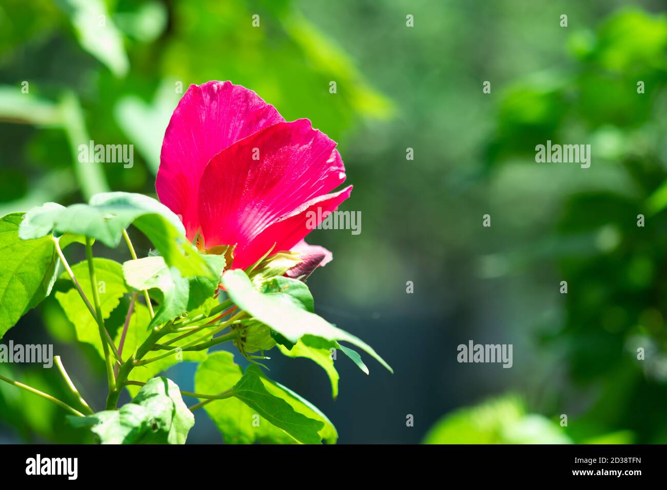 Pink Hawaiian hibiscus flower seven species of hibiscus native to