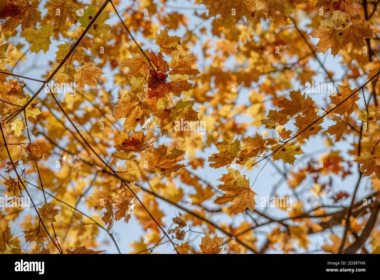 Yellow autumn maple leaves and branches. background. Stock Photo