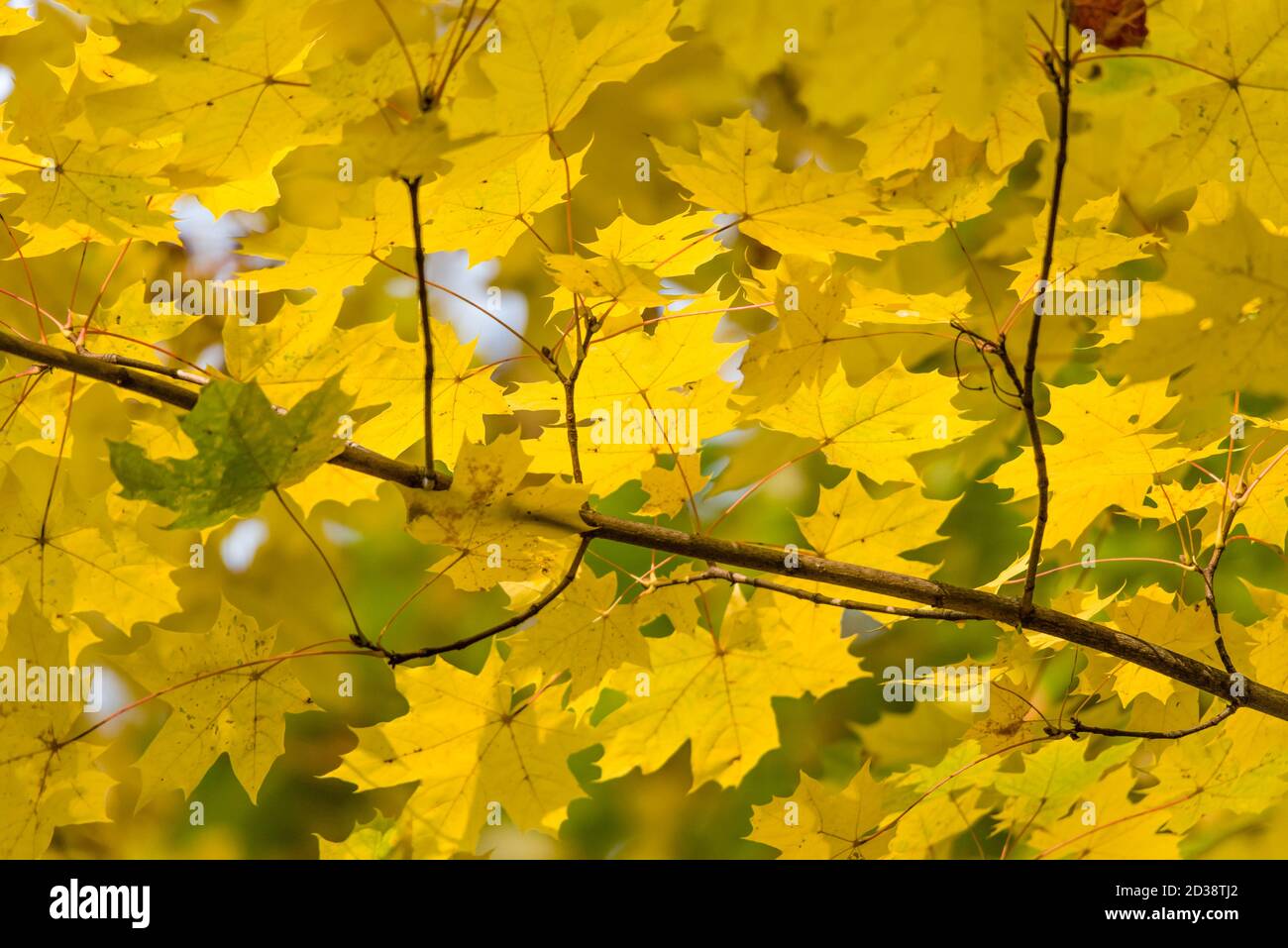 Yellow autumn maple leaves and branches. background. Stock Photo