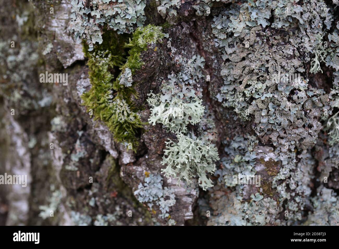 Tundra moss close up hi-res stock photography and images - Alamy