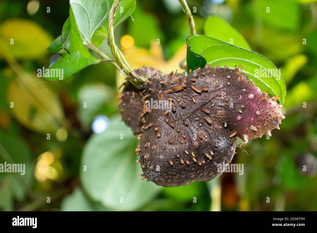 Different type of potatoes on creepers green tree that grow above land Stock Photo
