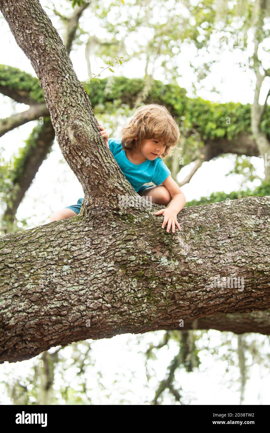 Child in forest climb up trees in countryside. Cute kids boy climbing on the tree. Health care insurance concept for family and children medical Stock Photo