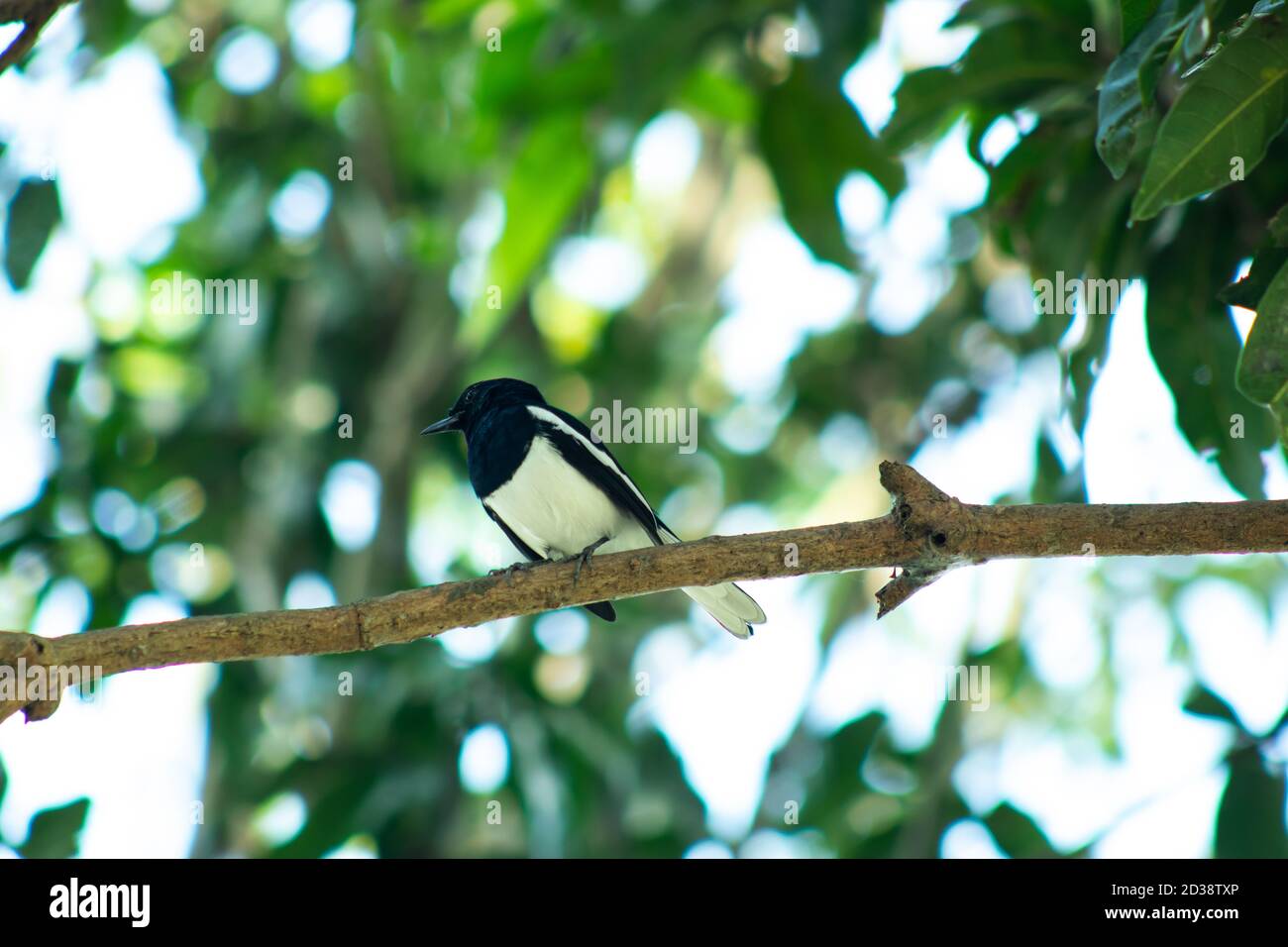 Standing alone wagtail or black and white Doyel bird on mango tree Stock Photo