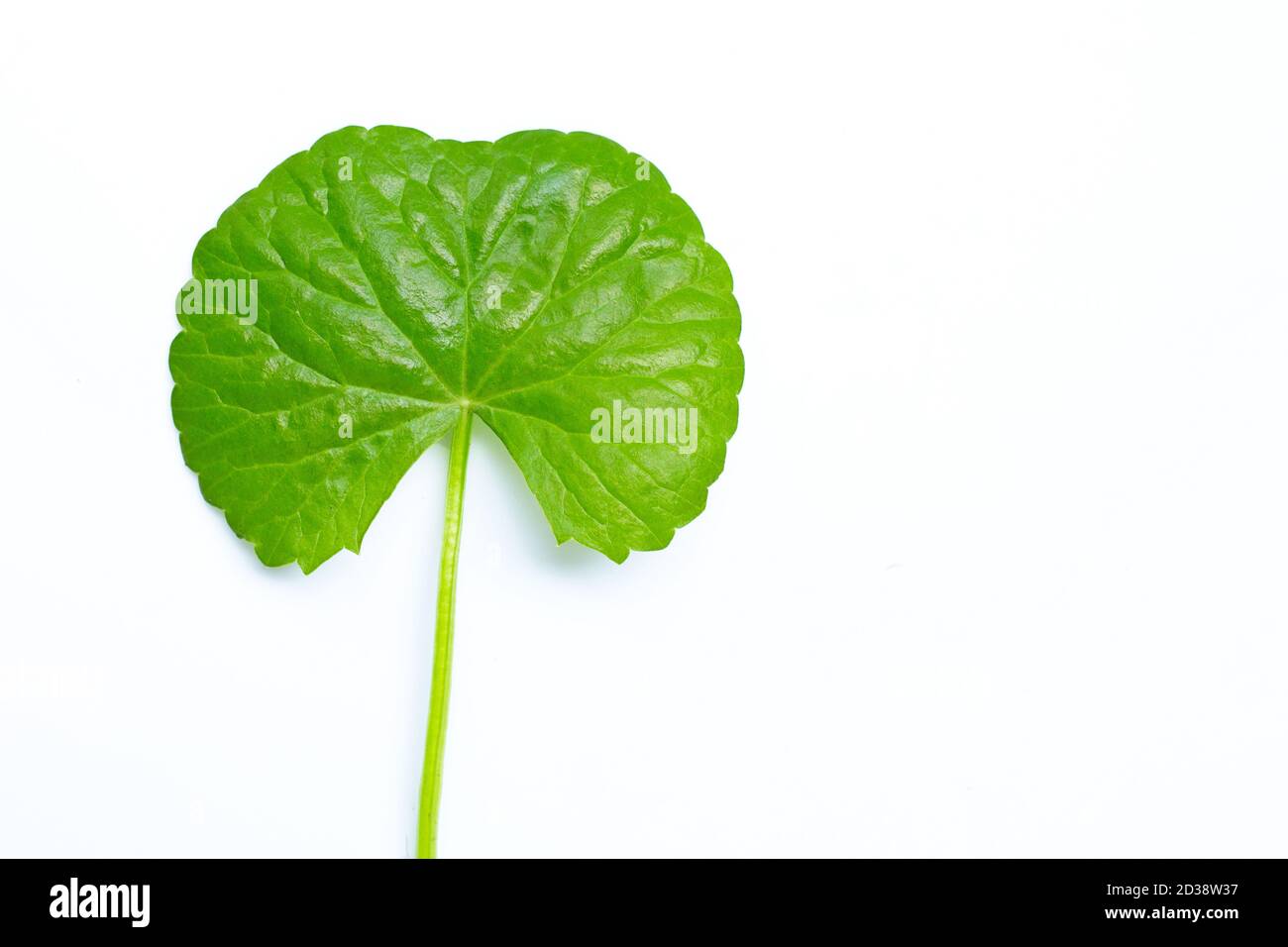 Fresh leaf gotu kola on white background, Herb and medical plant. Copy space Stock Photo