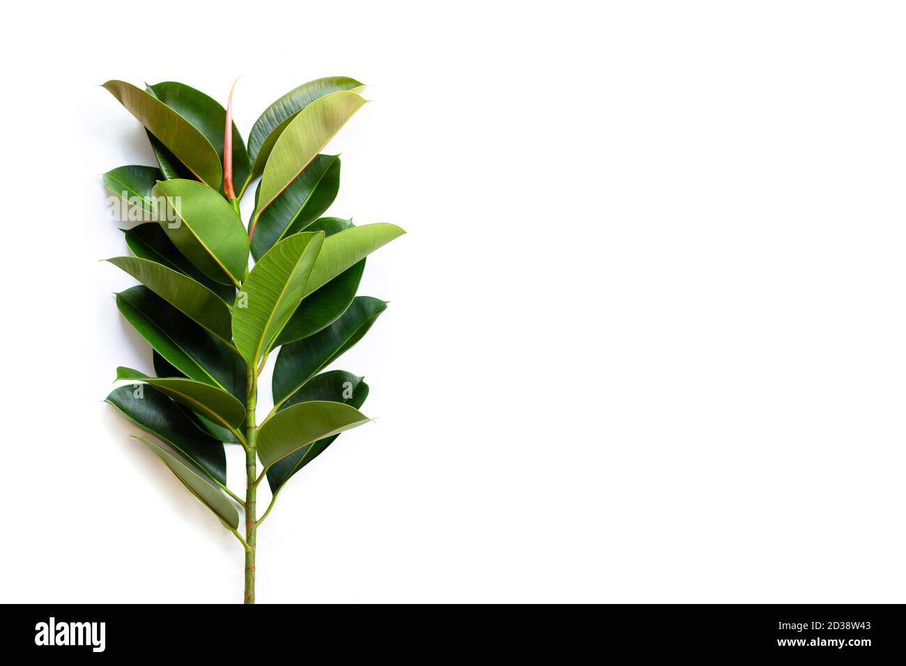 Green rubber plant leaves on white background Stock Photo Alamy