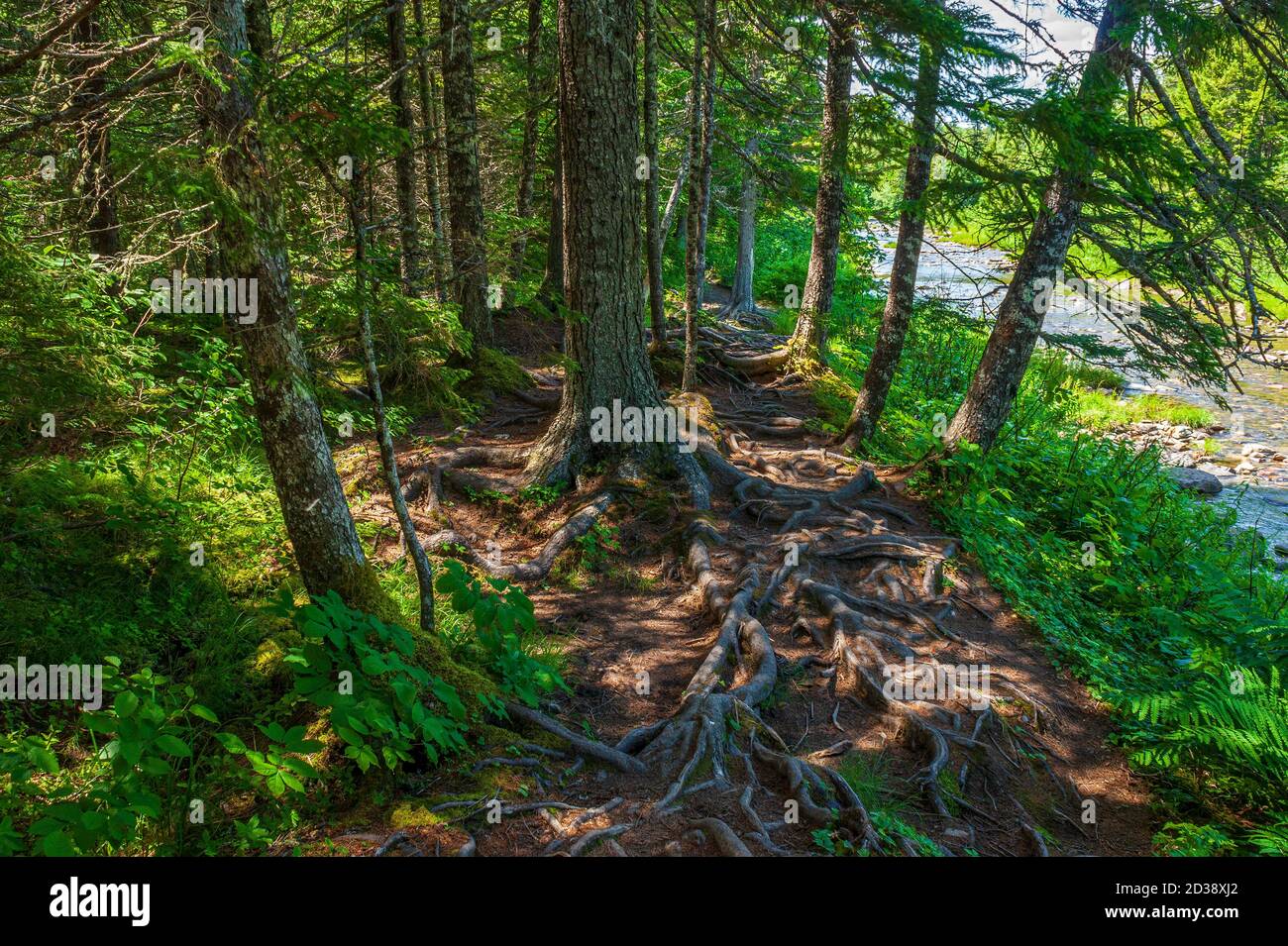 Moosehorn Trail on the banks of the Broad River. Red spruce trees with ...