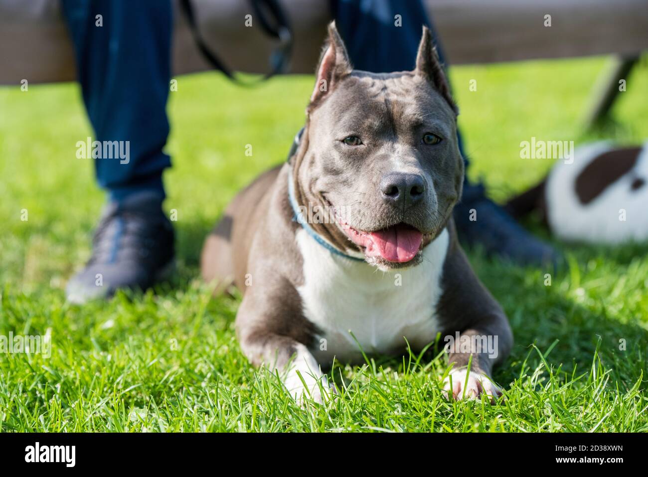 Grey Staffordshire Bull Terrier High Resolution Stock Photography And Images Alamy Grey Staffordshire Bull Terrier High Resolution Stock Photography And Images Alamy