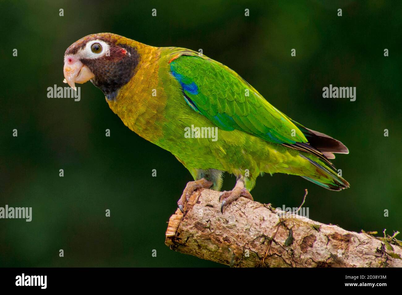 Brown-hooded Parrot, Pionopsitta haematotis, Tropical Rainforest, Costa Rica, Central America, America Stock Photo