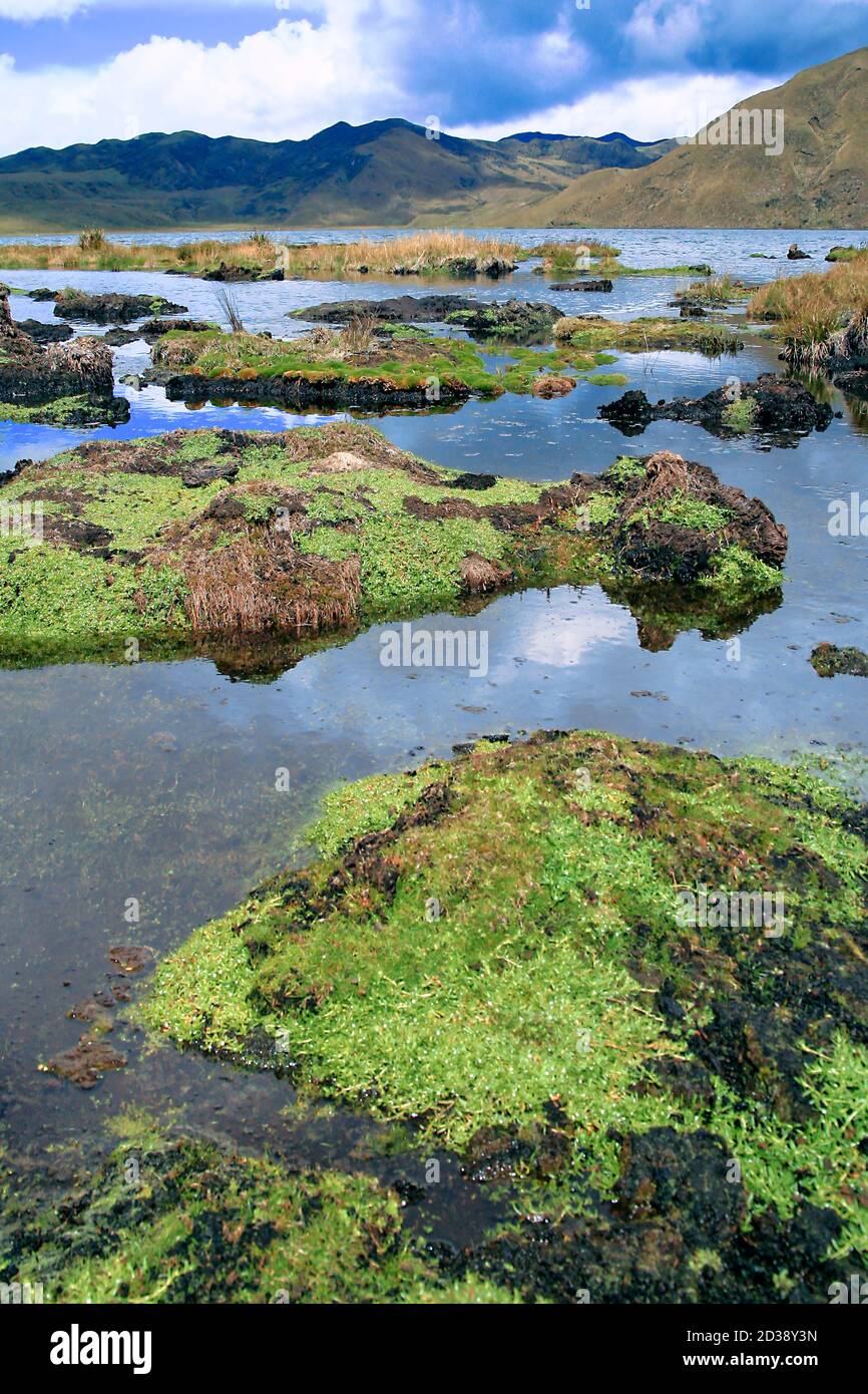 Lagoon, El Cajas National Park, Grassland Ecosystem, Ramsar Wetland, Highlands, Azuay Province, Ecuador, America Stock Photo