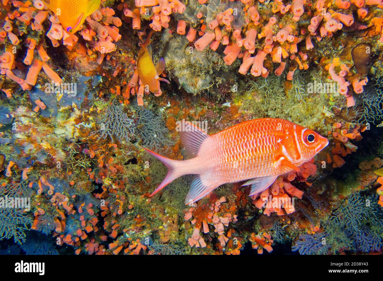 White-tail Squirrelfish, Sargocentron caudimaculatum, Coral Reef, South Ari Atoll, Maldives, Indian Ocean, Asia Stock Photo