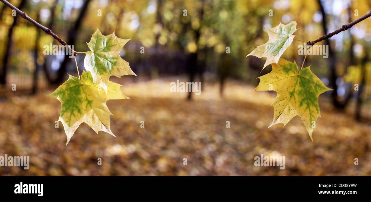 autumn leaves of mapl in the park, blurred background Stock Photo - Alamy