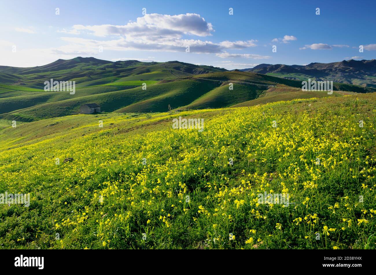 flowering rolling hills of a Sicily landscape with green grass fields in the evening Stock Photo