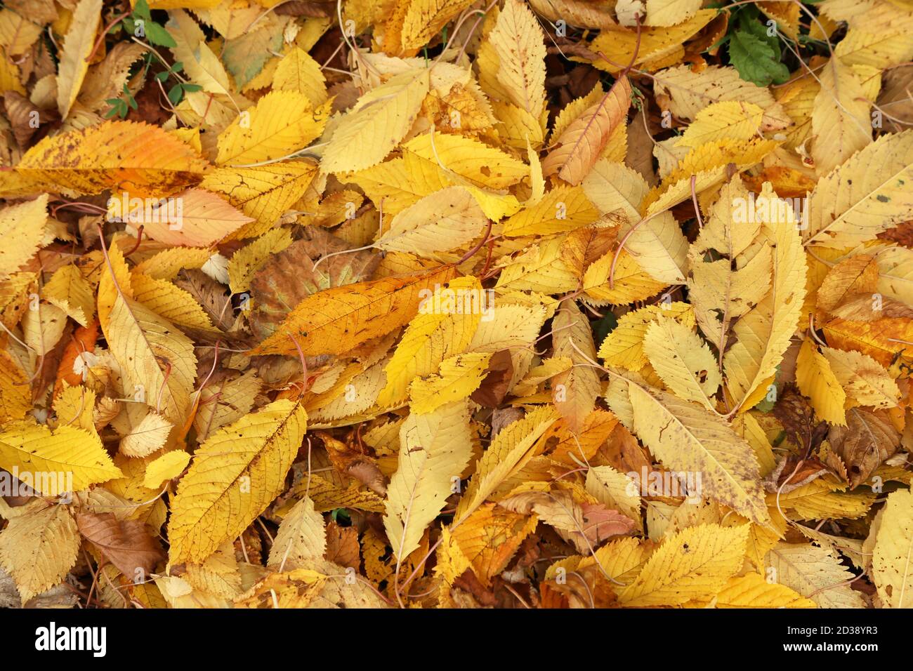 Beautiful golden leaves on hi-res stock photography and images - Alamy