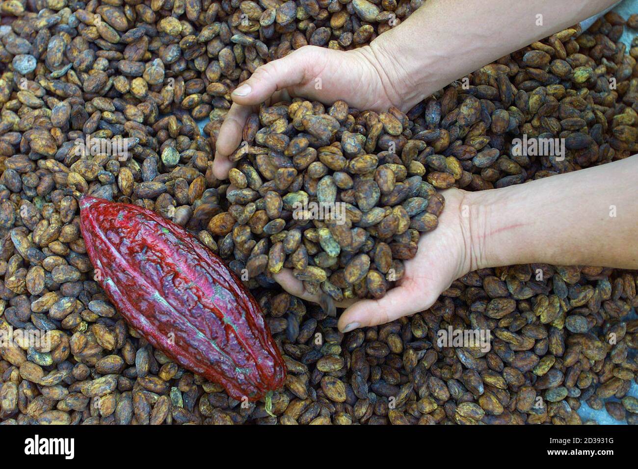 English Ex Pat Farmer William Harcourt Examines Cacao Beans On The Isolated Las Marias Plantation Buried In The Jungles Of The Maya Coast Centuries After European Adventurers Scoured Venezuela S Jungles In A Feverish