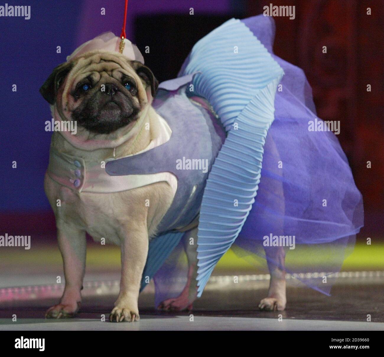 Page 8 - Oddly Dressed High Resolution Stock Photography and ...
