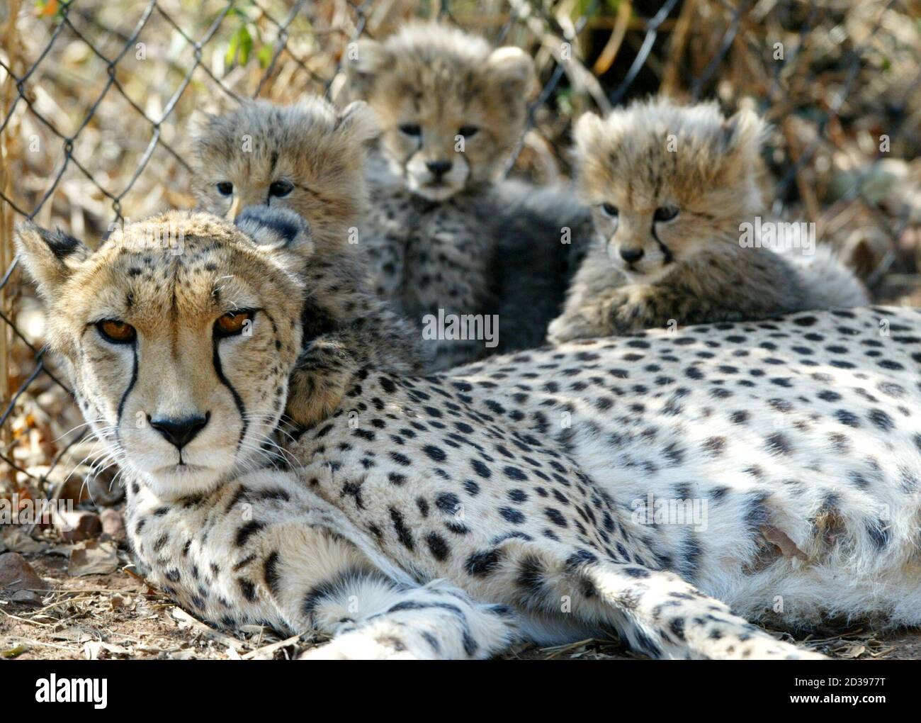 Page 3 - Wildt High Resolution Stock Photography and Images - Alamy