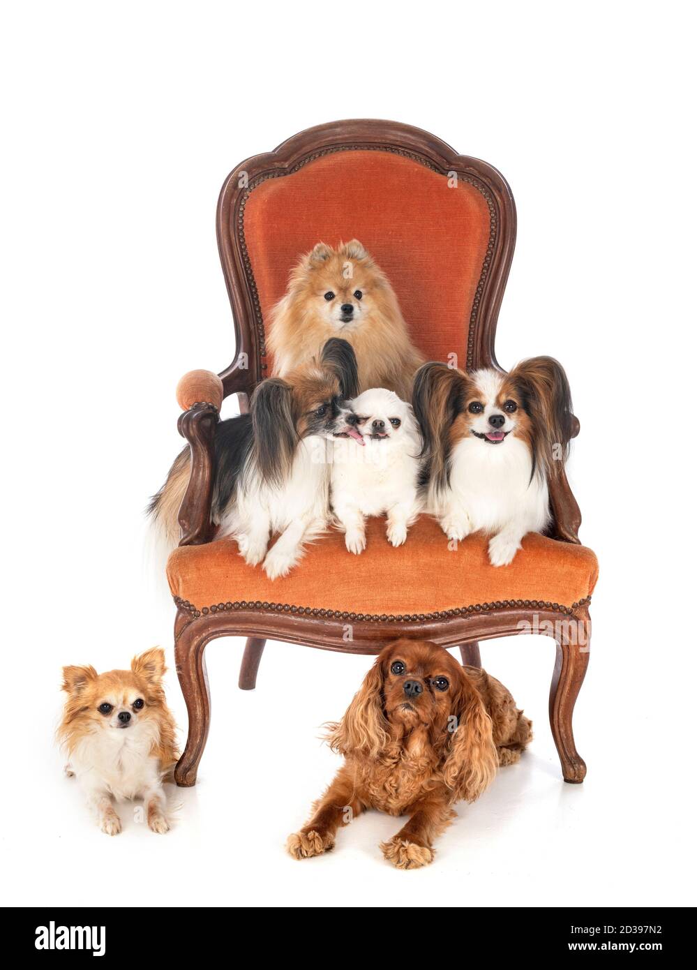 little dogs on chair in front of white background Stock Photo Alamy