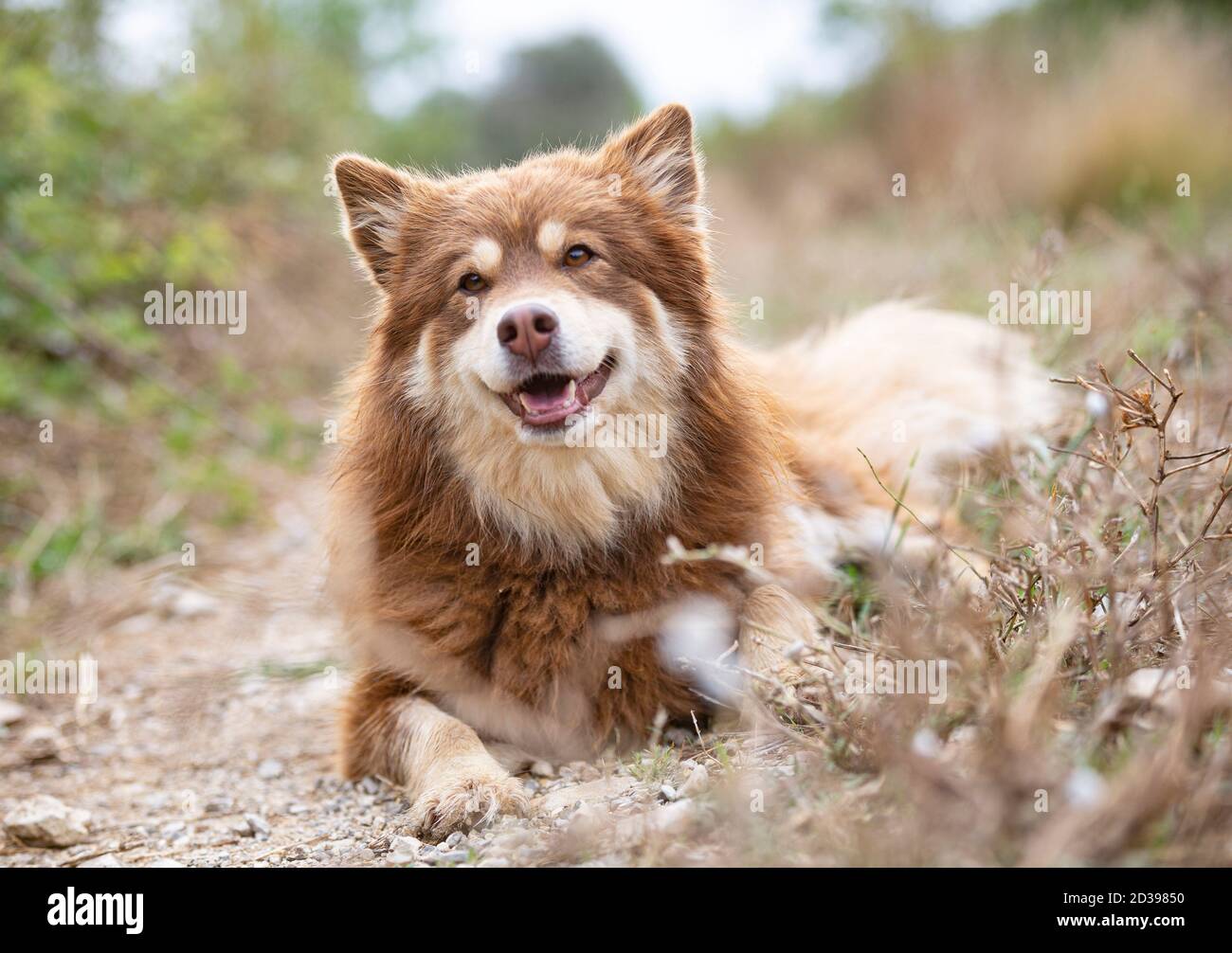 Finnish lapphund hi-res stock photography and images - Alamy