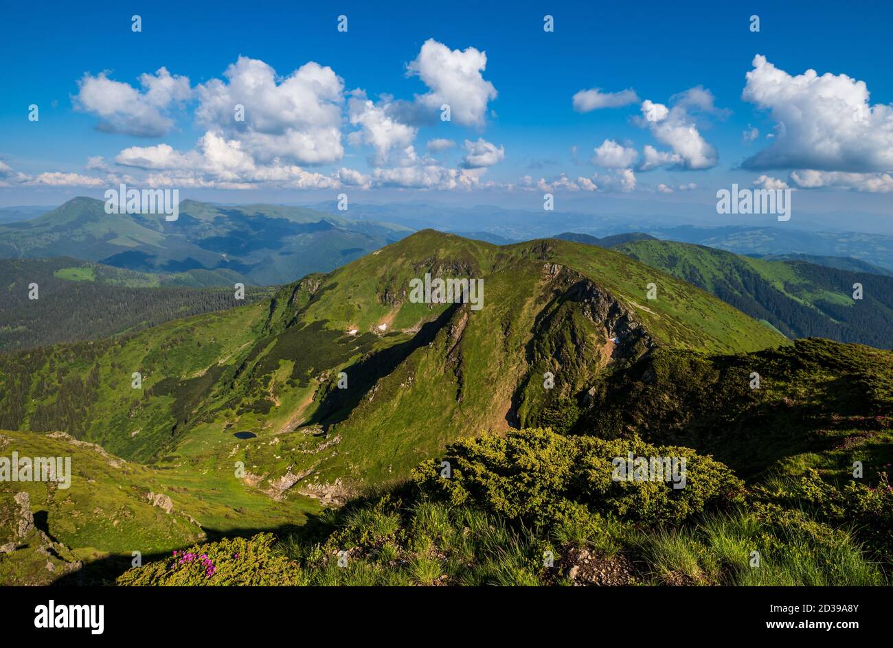 Summer mountain rocky ridge, rhododendron flowers and dwarf alpine pine bushes. Marmaros Pip Ivan Mountain, Carpathian, Ukraine. Stock Photo