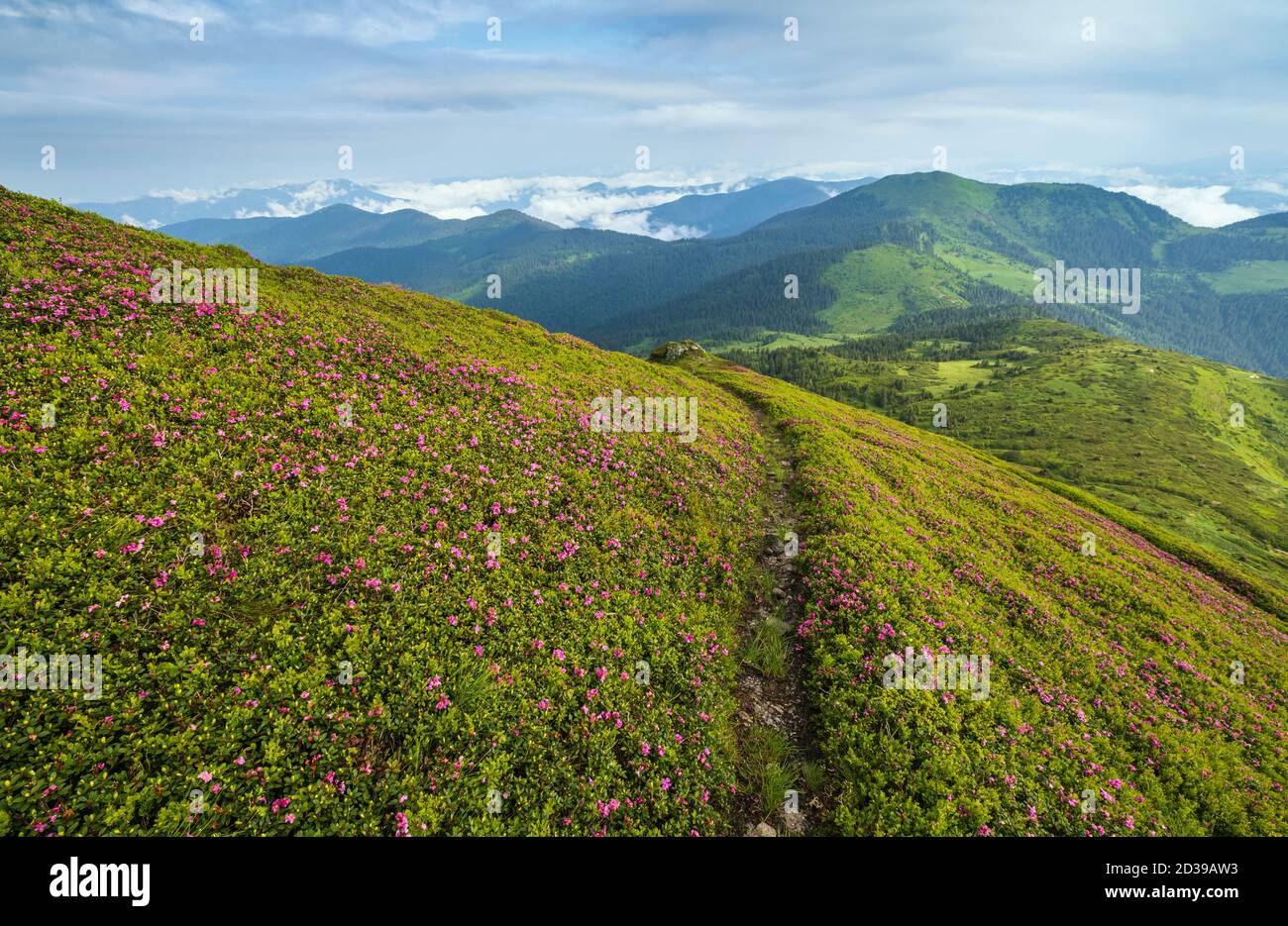 Pink rose rhododendron flowers on misty and cloudy morning summer mountain slope. Marmaros Pip Ivan Mountain, Carpathian, Ukraine. Stock Photo