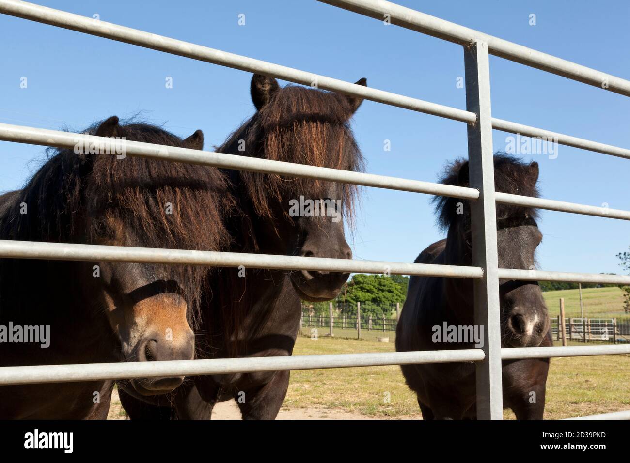 Three ponies behind the bars of a gate Stock Photo