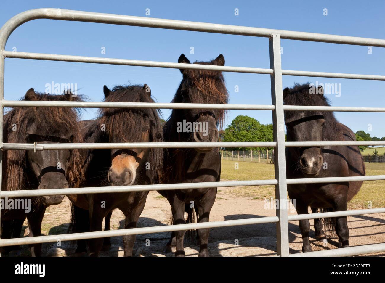 Four ponies behind the bars of a metal gate Stock Photo