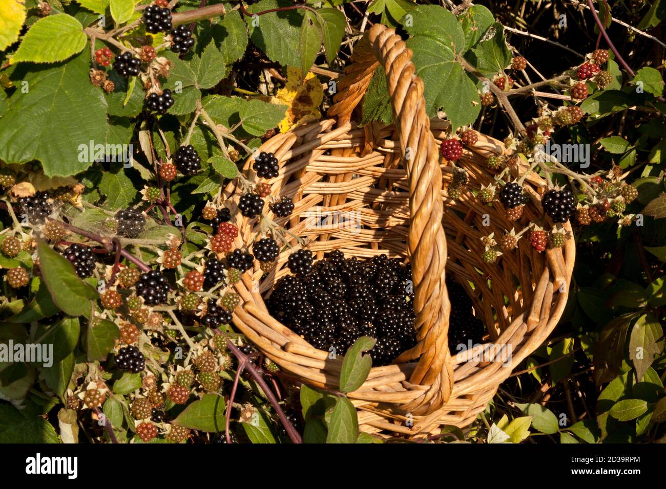 Blackberries in a basket Stock Photo Alamy